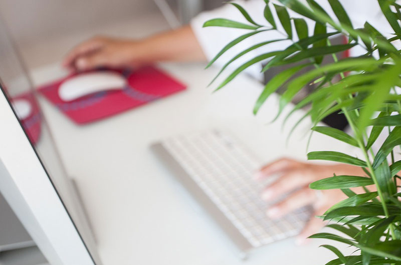 Arbeitsplatz am PC mit Pflanze