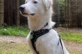 Schulhund Cuatro